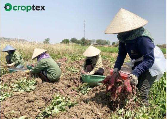 Cách chăm sóc khoai lang mật