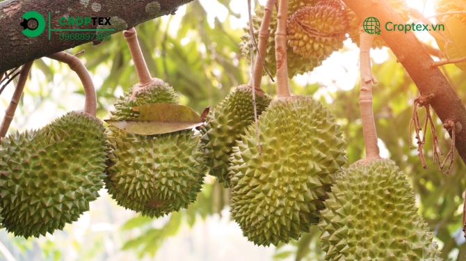 Cách chăm sóc sầu riêng Musang King