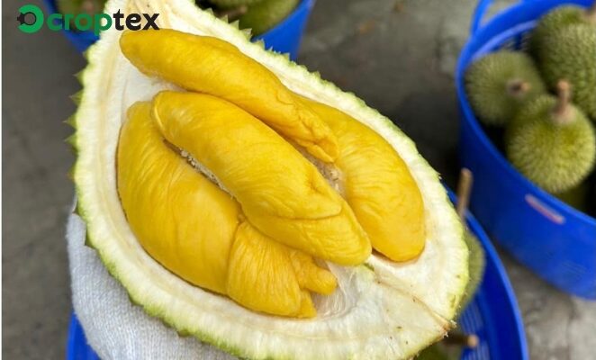 Đặc điểm nổi bật của sầu riêng Musang King