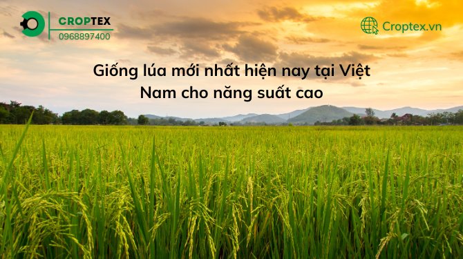 Giống lúa mới nhất hiện nay tại Việt Nam cho năng suất cao