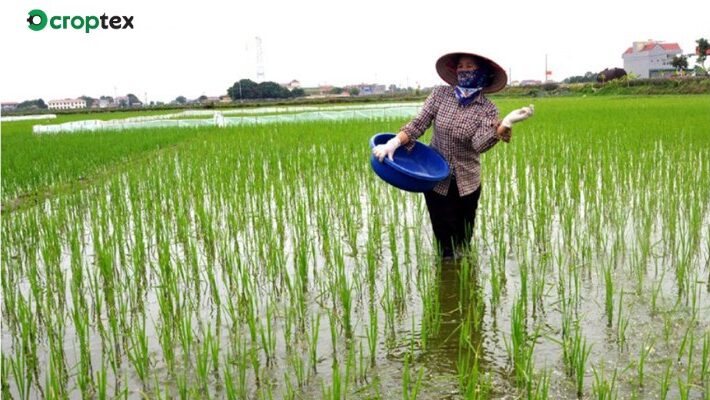 Kỹ thuật canh tác giống lúa DR2