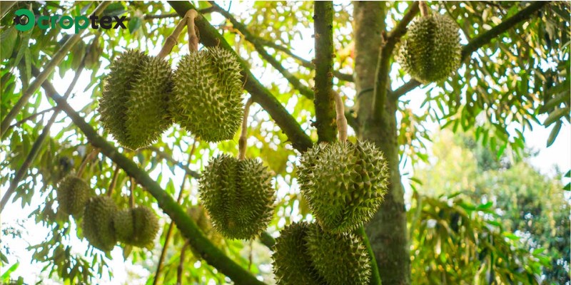 Nguồn gốc của sầu riêng Musang King