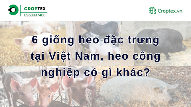 Lợn Móng Cái có nguồn gốc từ TP. Móng Cái, Quảng Ninh. Lợn Móng Cái có đầu đen, lưng, cổ, mông màu đen, còn lại màu trắng. Heo công nghiệp...