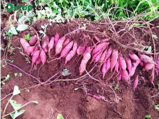 Thu hoạch và bảo quản khoai lang mật