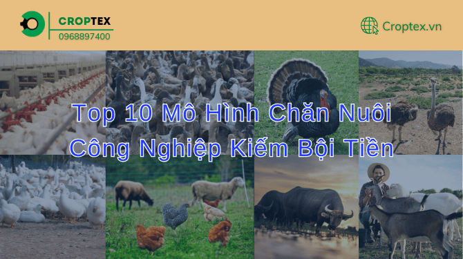 Chăn nuôi công nghiệp tại Việt Nam đang phát triển mạnh mẽ, trở thành một ngành mang lại lợi nhuận cao cho nhiều hộ gia đình và doanh nghiệp.