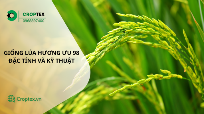 giống lúa hương ưu 98