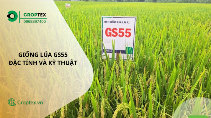giống lúa GS55