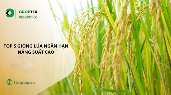giống lúa ngắn hạn năng suất cao