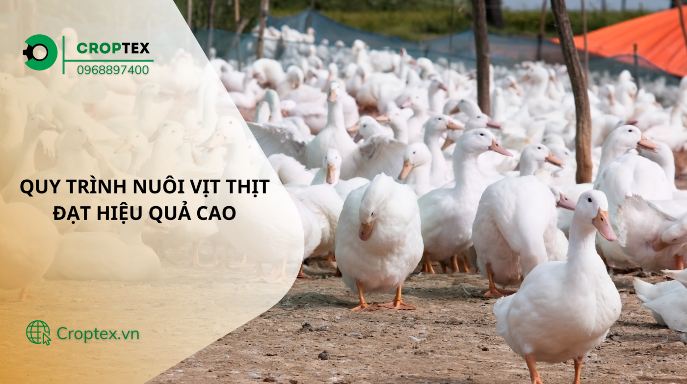quy trình nuôi vịt siêu thịt hiệu quả đạt lợi nhuận cao