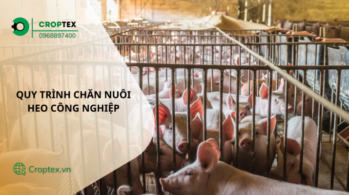 quy trình nuôi heo công nghiệp