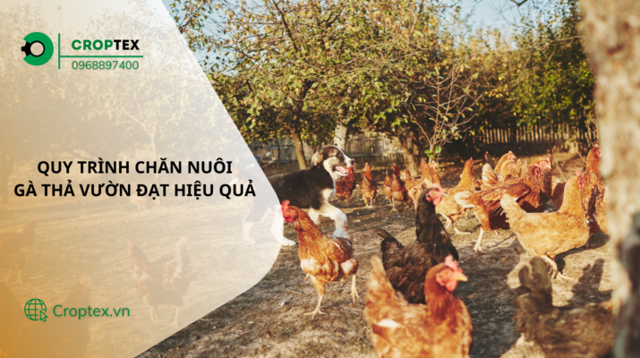 Quy trình chăn nuôi gà thả vườn