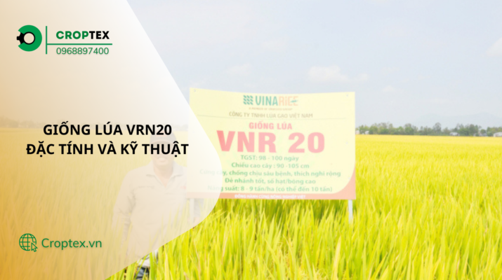 giống lúa VRN20