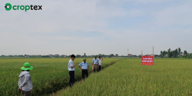 Giống lúa HG12