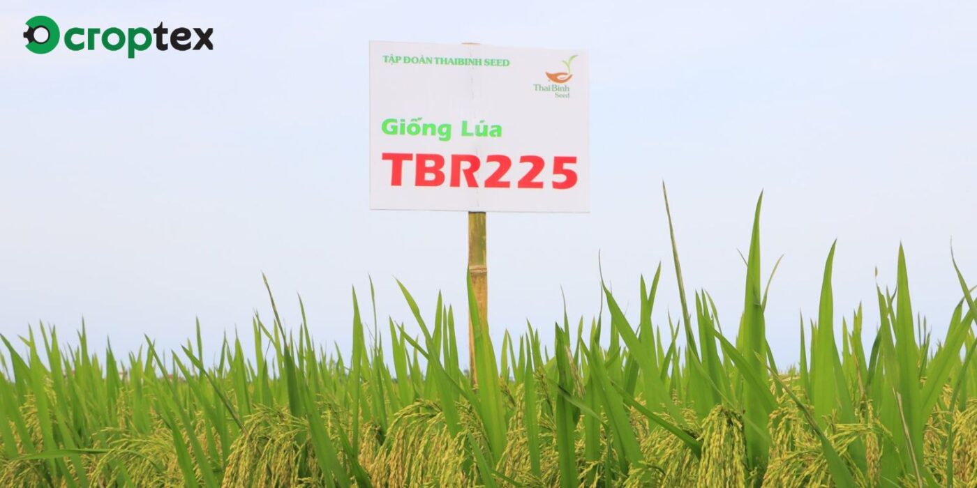 Giống lúa TBR225