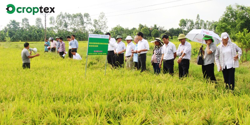 Những điều cần lưu ý khi canh tác giống lúa DS1