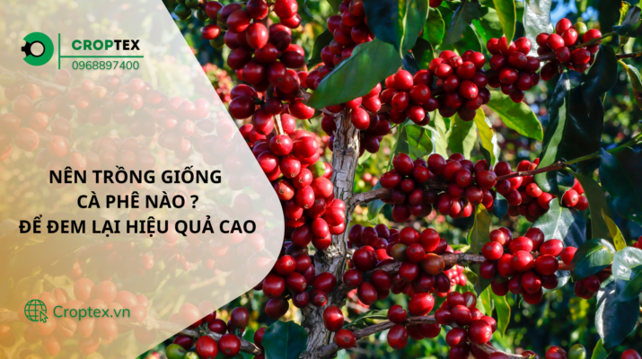 Nên trồng giống cà phê nào