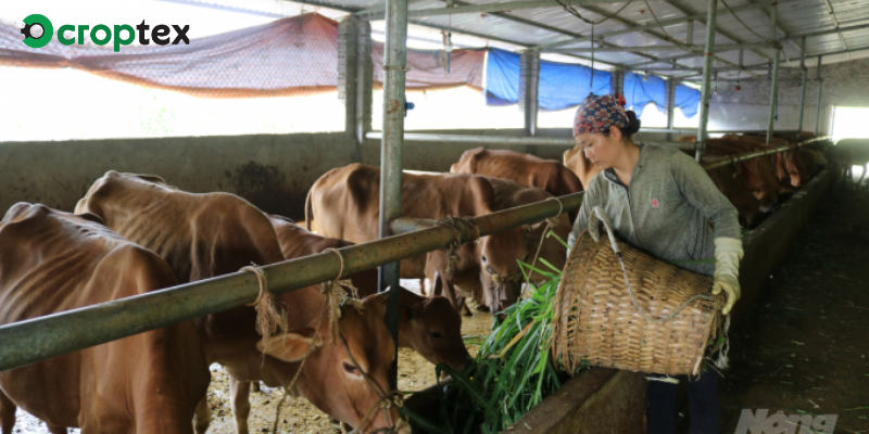 Cơ hội phát triển ngành chăn nuôi ở nước ta