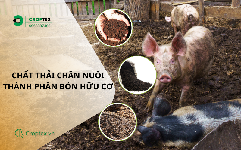 Xử lý chất thải chăn nuôi