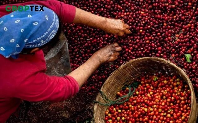 Thời điểm thu hoạch cà phê