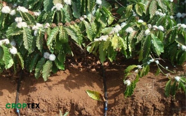 cách chăm sóc cà phê mới trồng