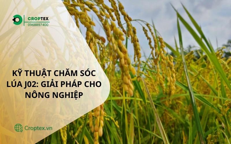 Kỹ Thuật Chăm Sóc Lúa J02 Giải Pháp Cho Nông Nghiệp