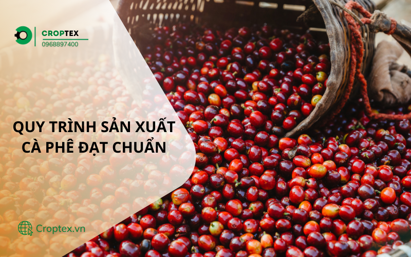 Quy trình sản xuất cà phê