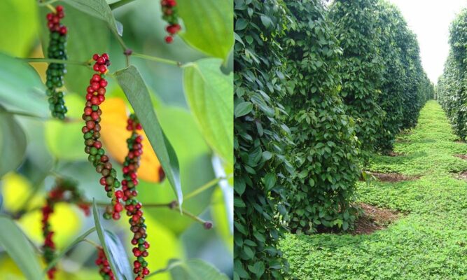 Thời vụ trồng và thu hoạch hồ tiêu