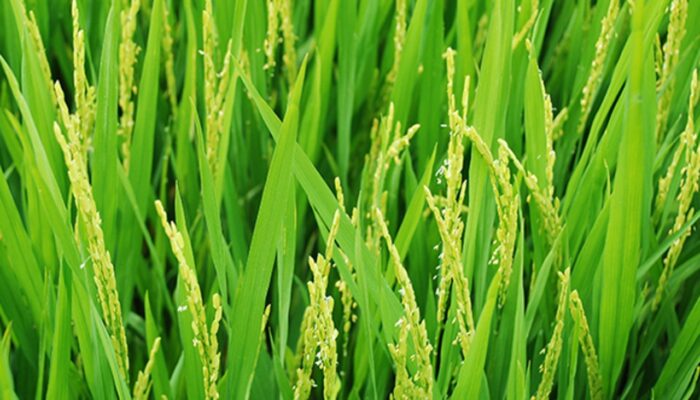Giai đoạn làm đòng – trổ