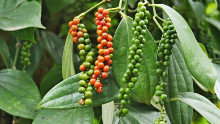 Cây hồ tiêu