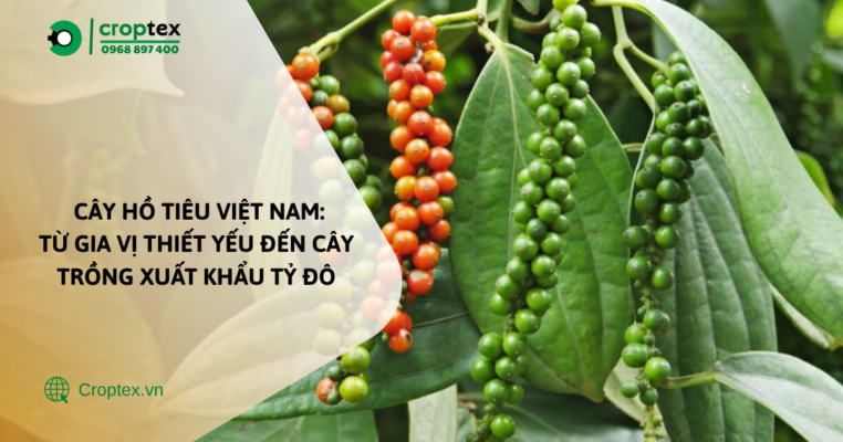 Cây hồ tiêu Việt Nam: từ gia vị thiết yếu đến cây trồng tỷ đô.