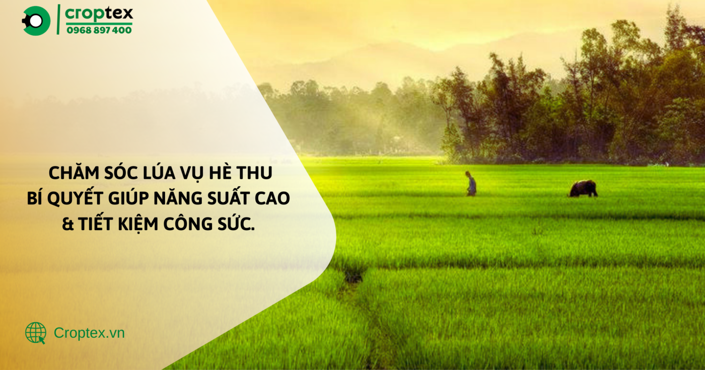 Chăm sóc lúa vụ hè thu – Bí quyết giúp năng suất cao và tiết kiệm công sức.