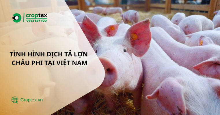 Tình hình dịch tả lợn Châu Phi tại Việt Nam.