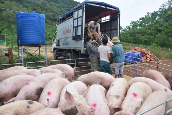 Tăng cường chống dịch tả lợn